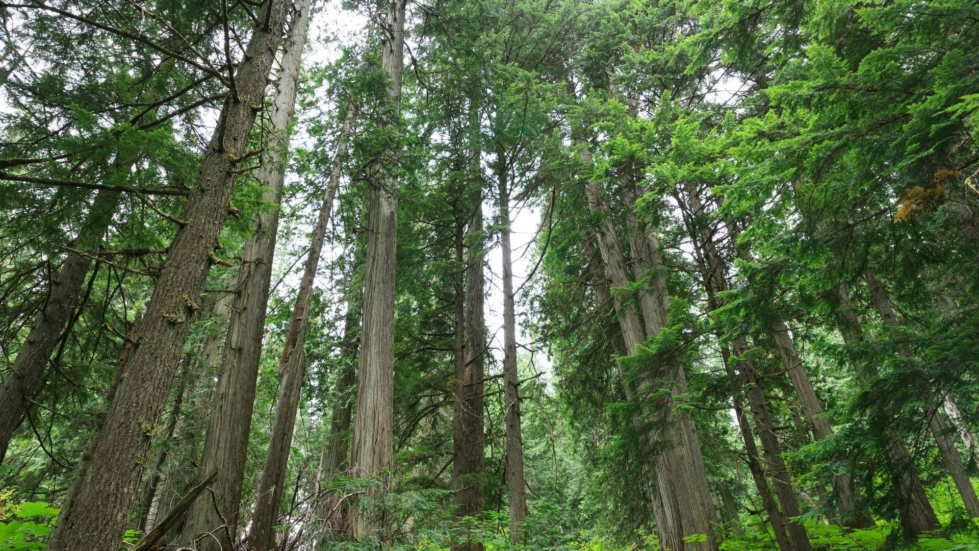 Beyond Green: Paramount Pallet's Total Approach to Sustainability